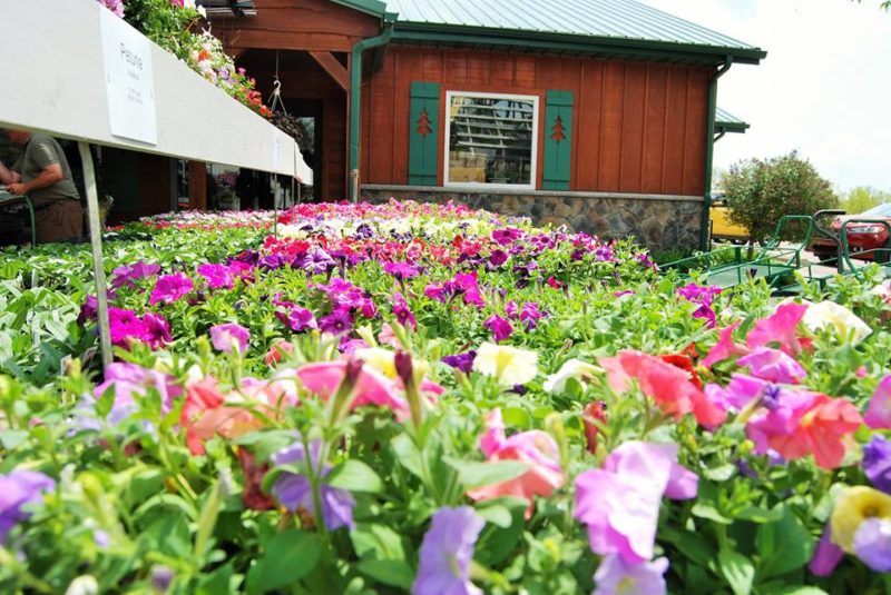 Florist Huntington Nursery & Florist